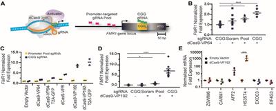 Targeted Reactivation of FMR1 Transcription in Fragile X Syndrome Embryonic Stem Cells